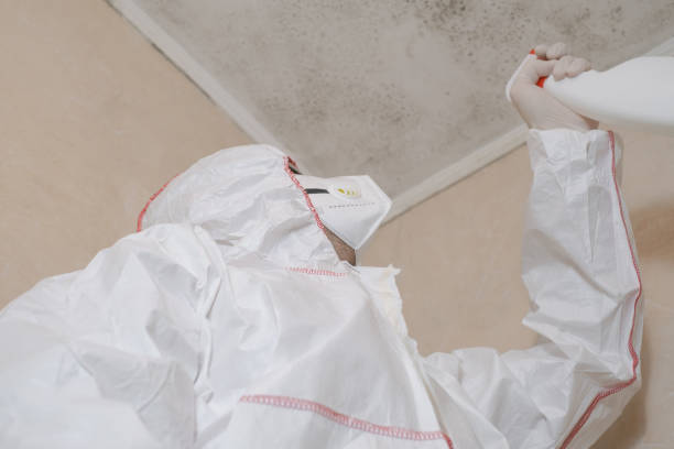 Best Basement Mold Remediation in Cave Spring, VA