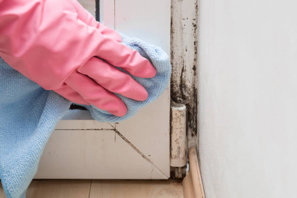 Best Attic Mold Remediation in Cave Spring, VA